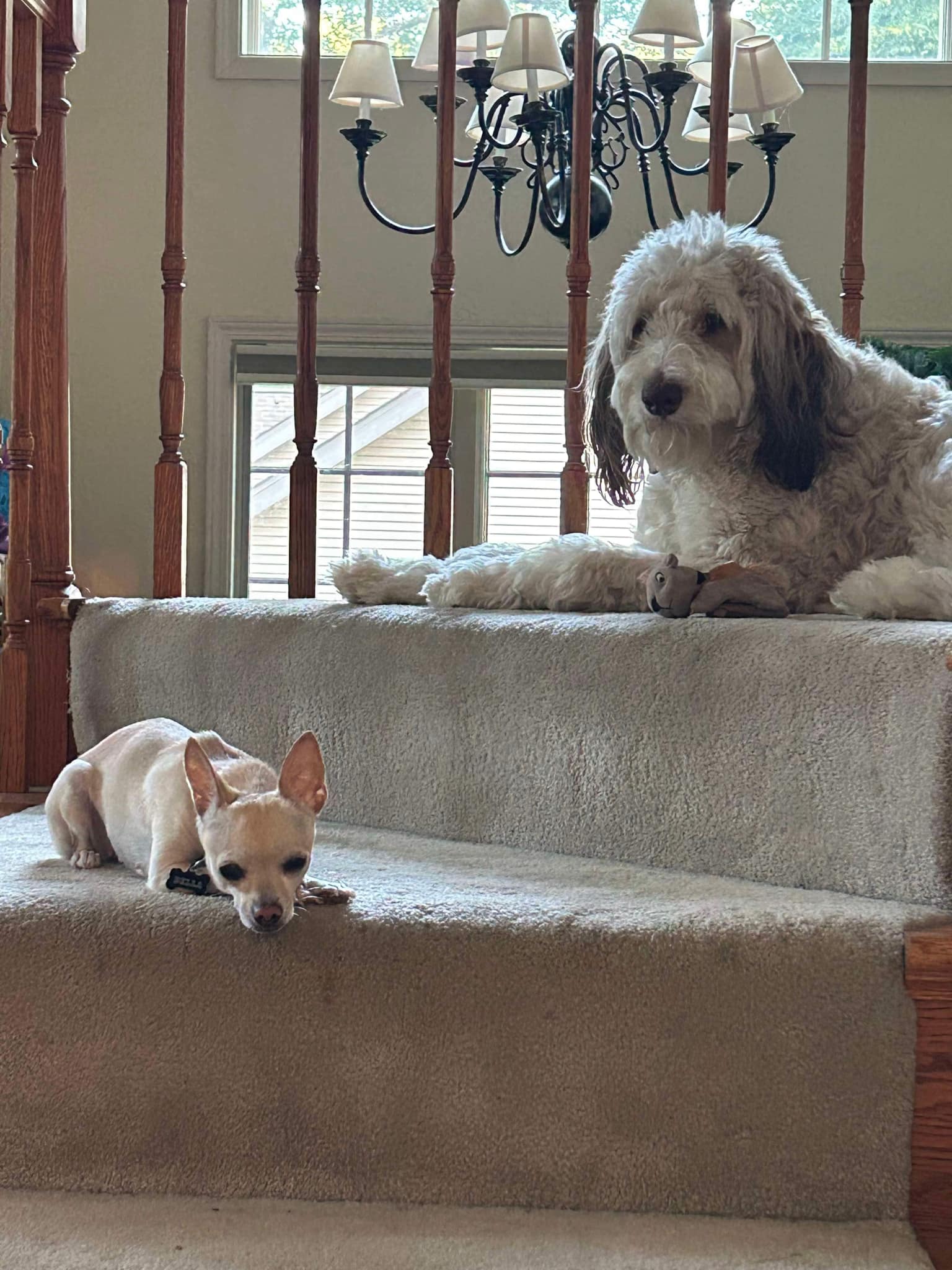 Messenger_creation_EB353C49-78FB-4407-80EF-600F1F0A126A